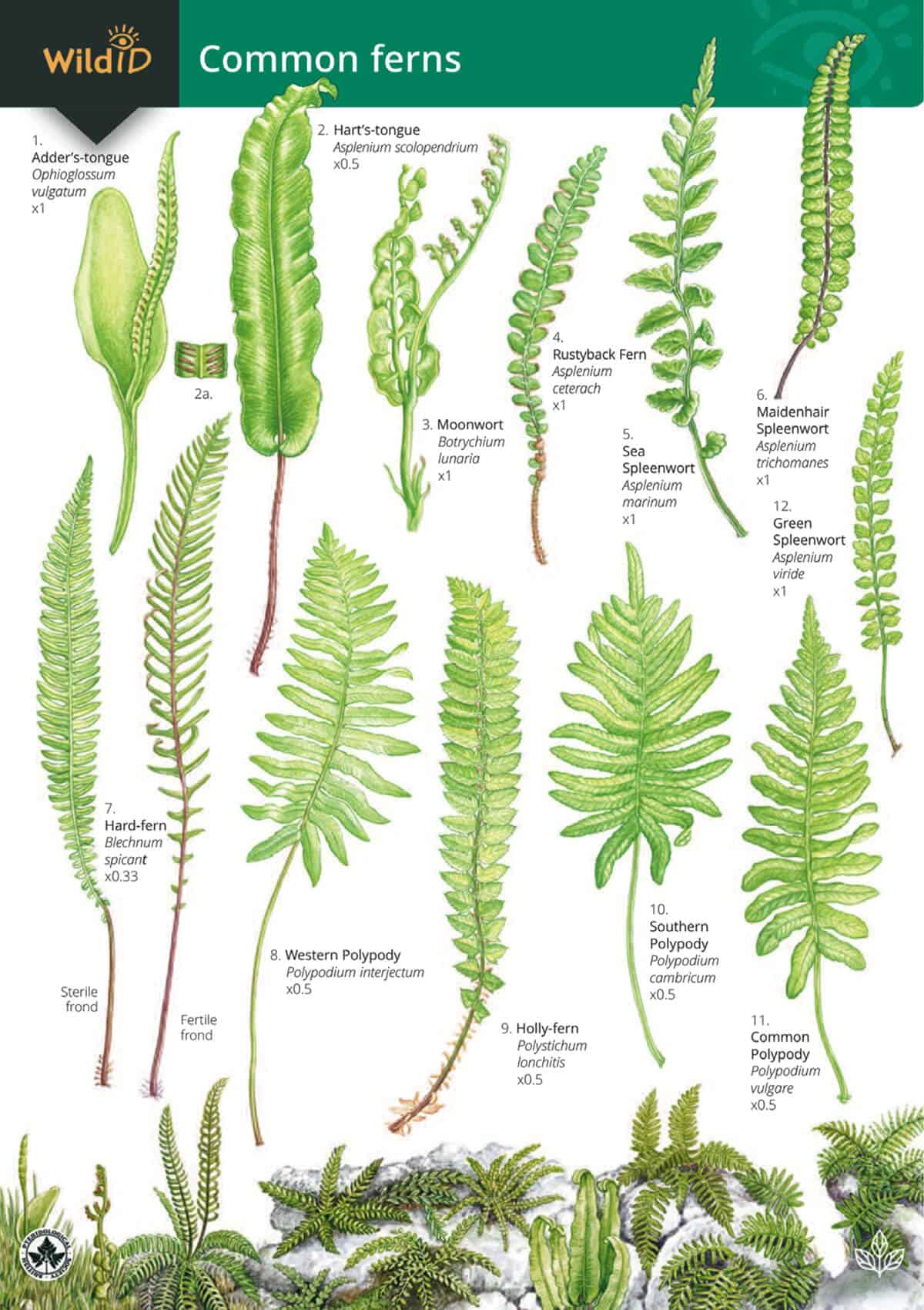 Common Ferns - Wild ID Guide
