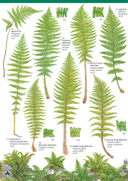 Common Ferns - Wild ID Guide
