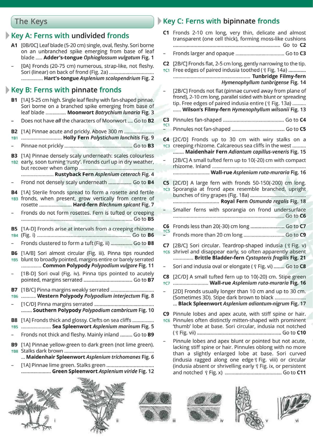 Common Ferns - Wild ID Guide
