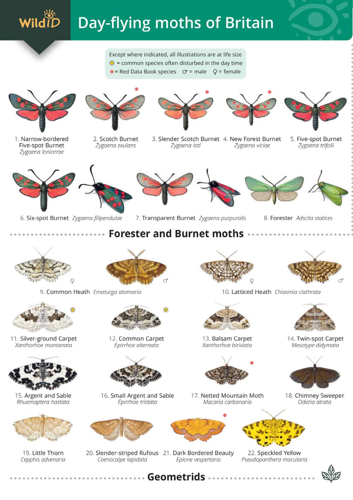 Day-Flying Moths of Britain - Wild ID Guide