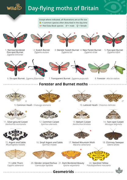 Day-Flying Moths of Britain - Wild ID Guide