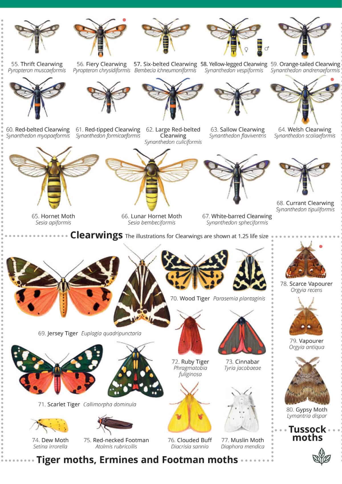 Day-Flying Moths of Britain - Wild ID Guide
