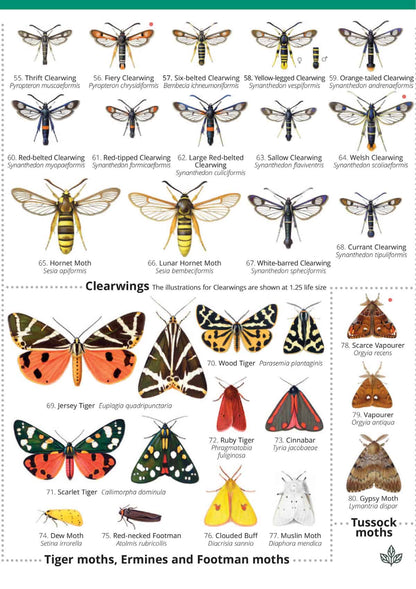 Day-Flying Moths of Britain - Wild ID Guide