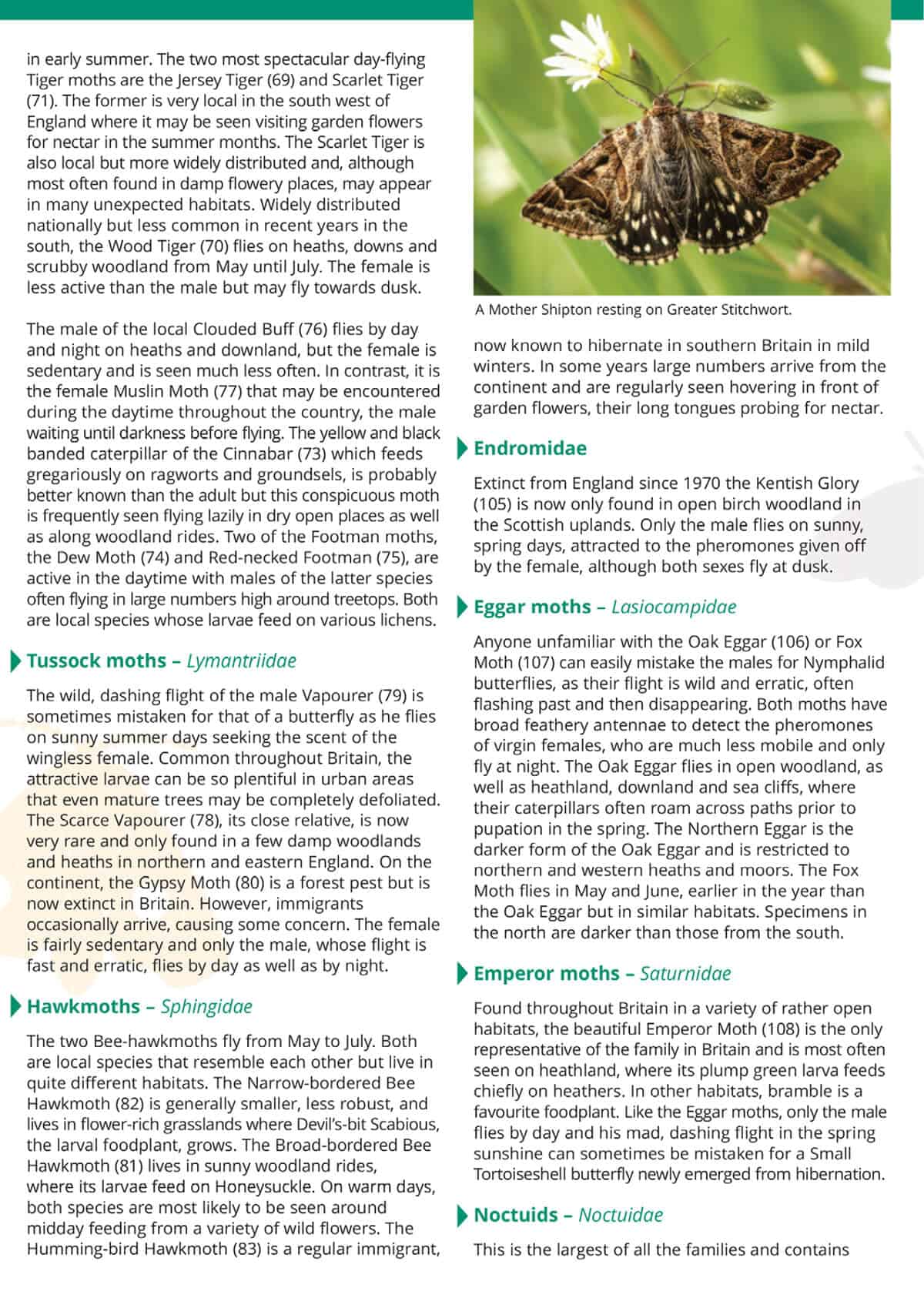 Day-Flying Moths of Britain - Wild ID Guide
