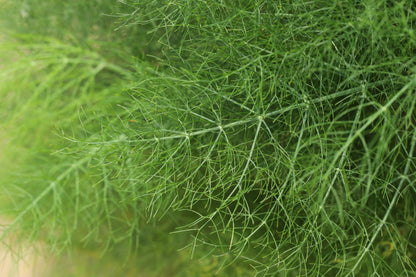 Dill - Seed Packet