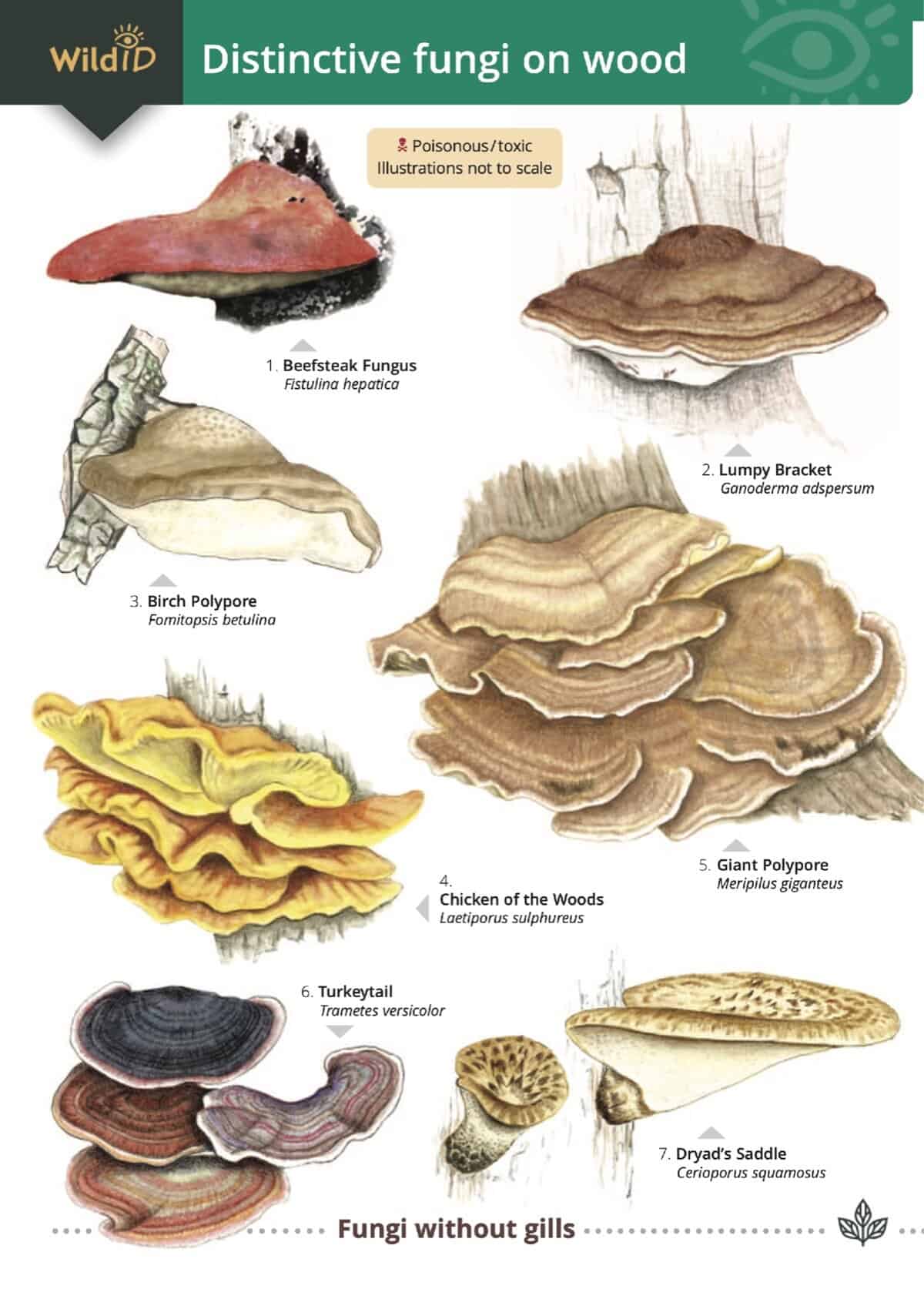 Distinctive Fungi on Wood - Wild ID Guide