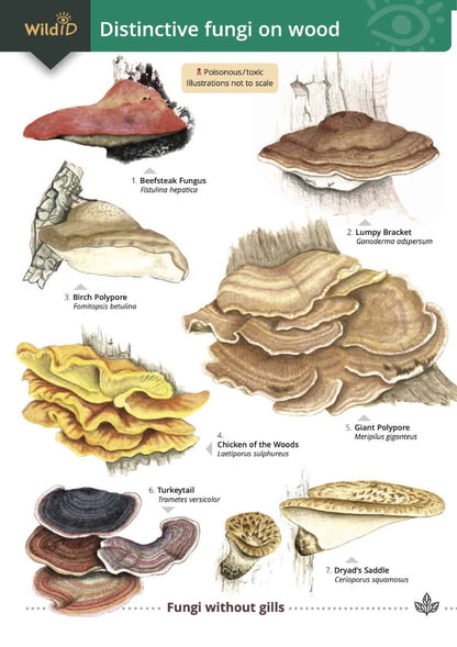 Distinctive Fungi on Wood - Wild ID Guide