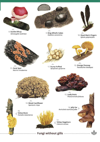 Distinctive Fungi on Wood - Wild ID Guide