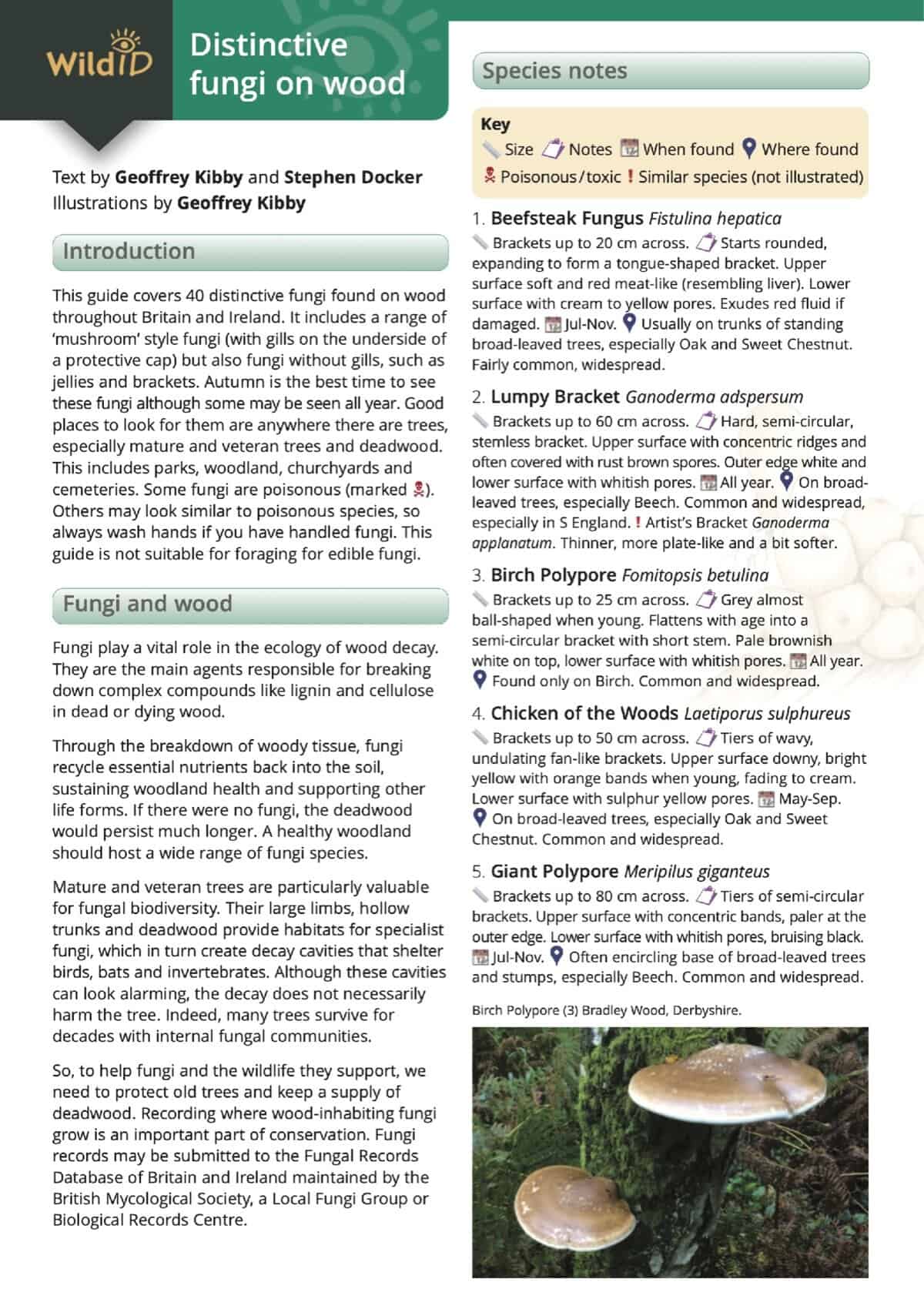 Distinctive Fungi on Wood - Wild ID Guide