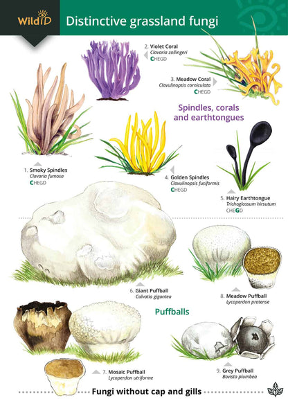 Distinctive Grassland Fungi - Wild ID Guide