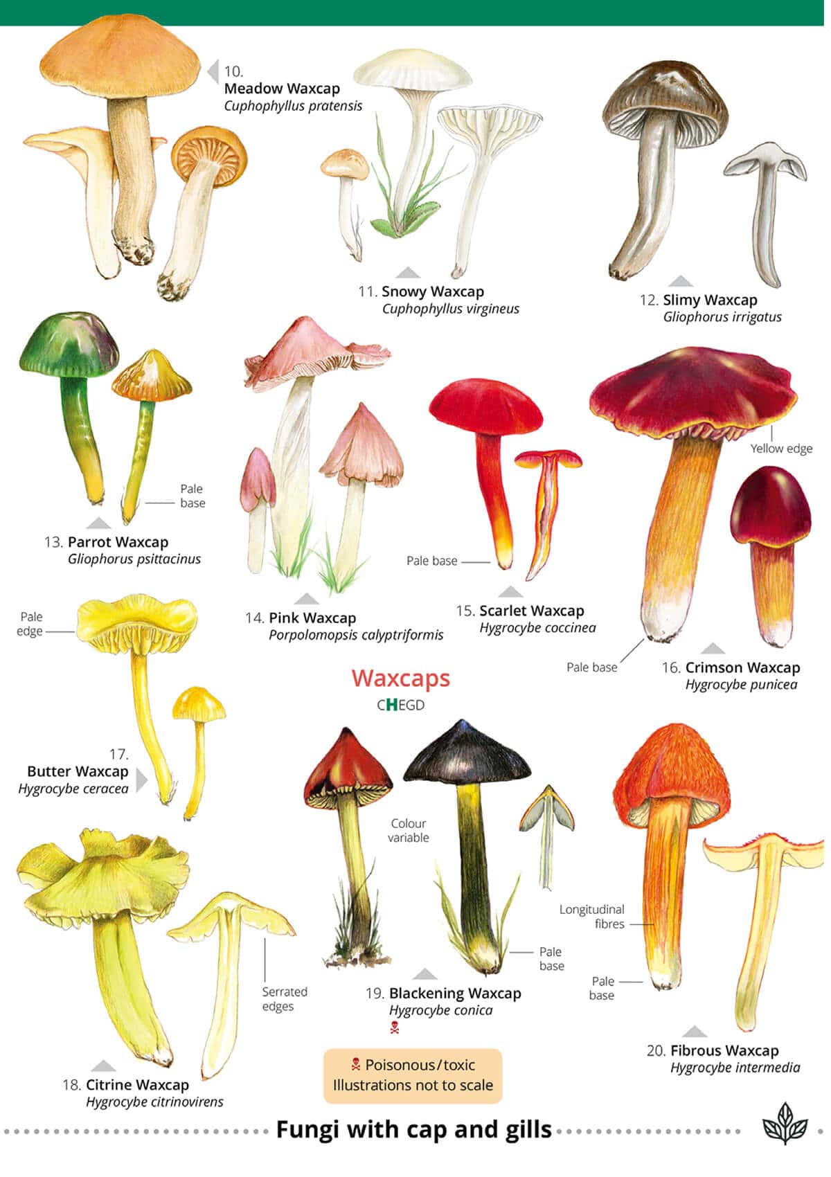 Distinctive Grassland Fungi - Wild ID Guide