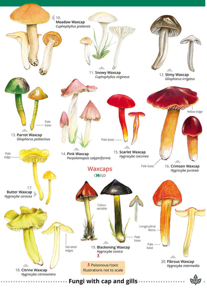 Distinctive Grassland Fungi - Wild ID Guide