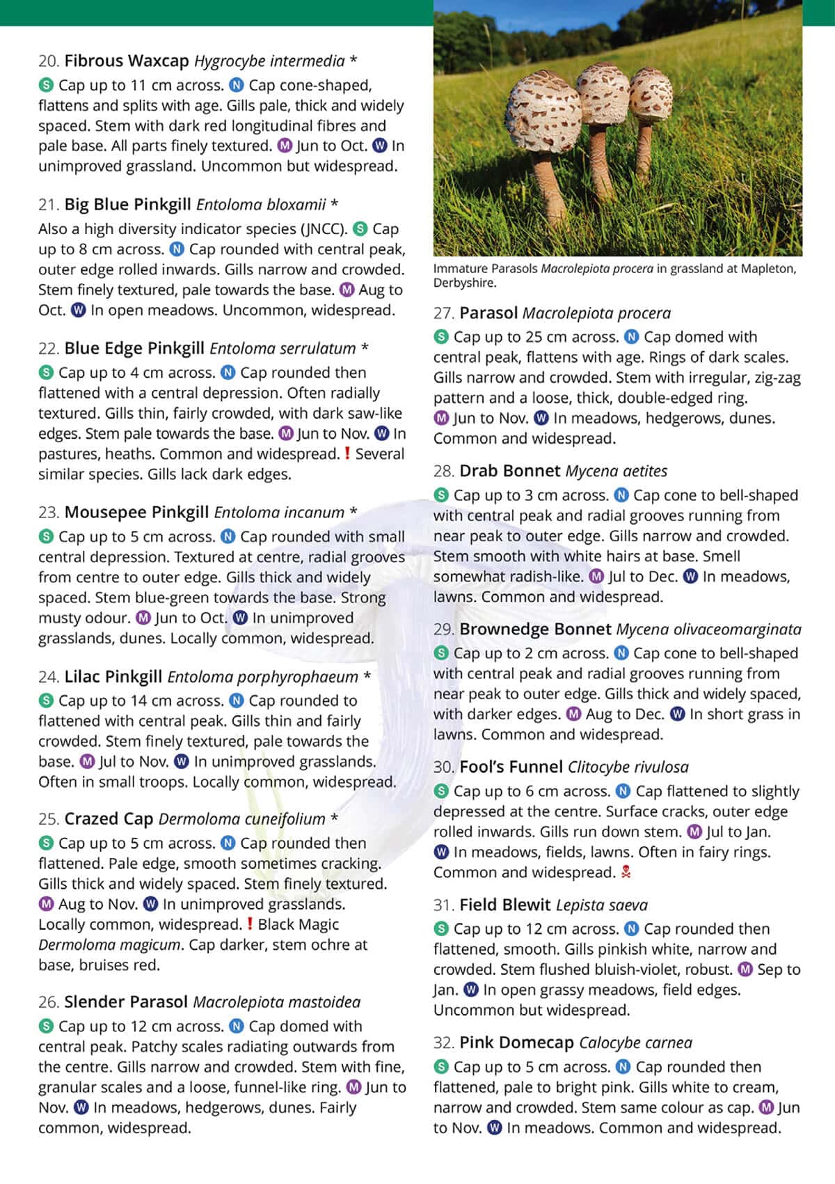 Distinctive Grassland Fungi - Wild ID Guide