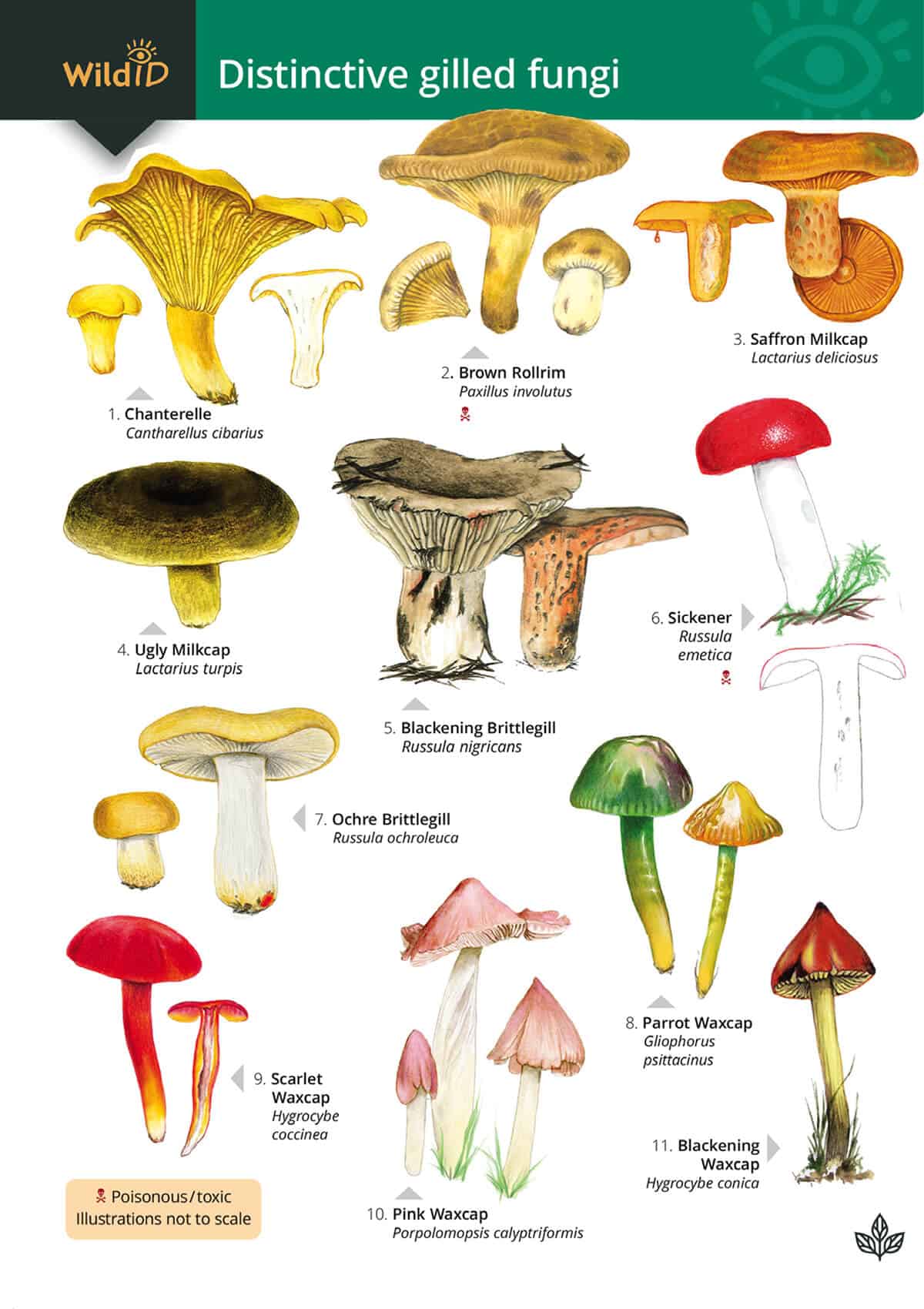 Distinctive Gilled Fungi - Wild ID Guide