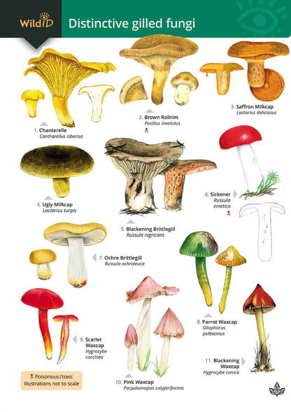 Distinctive Gilled Fungi - Wild ID Guide