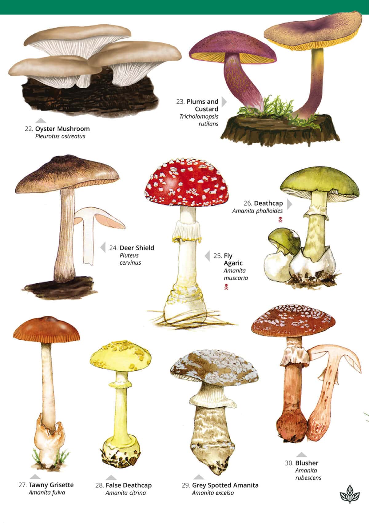 Distinctive Gilled Fungi - Wild ID Guide