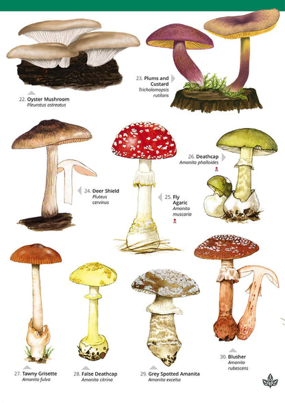 Distinctive Gilled Fungi - Wild ID Guide