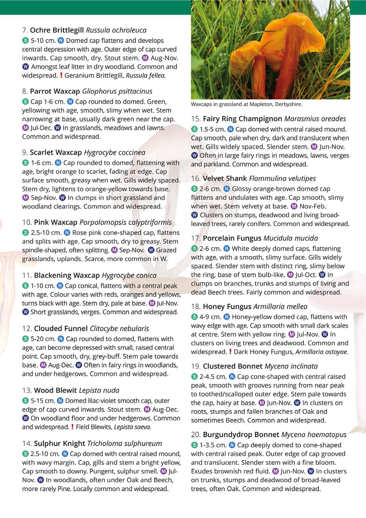 Distinctive Gilled Fungi - Wild ID Guide