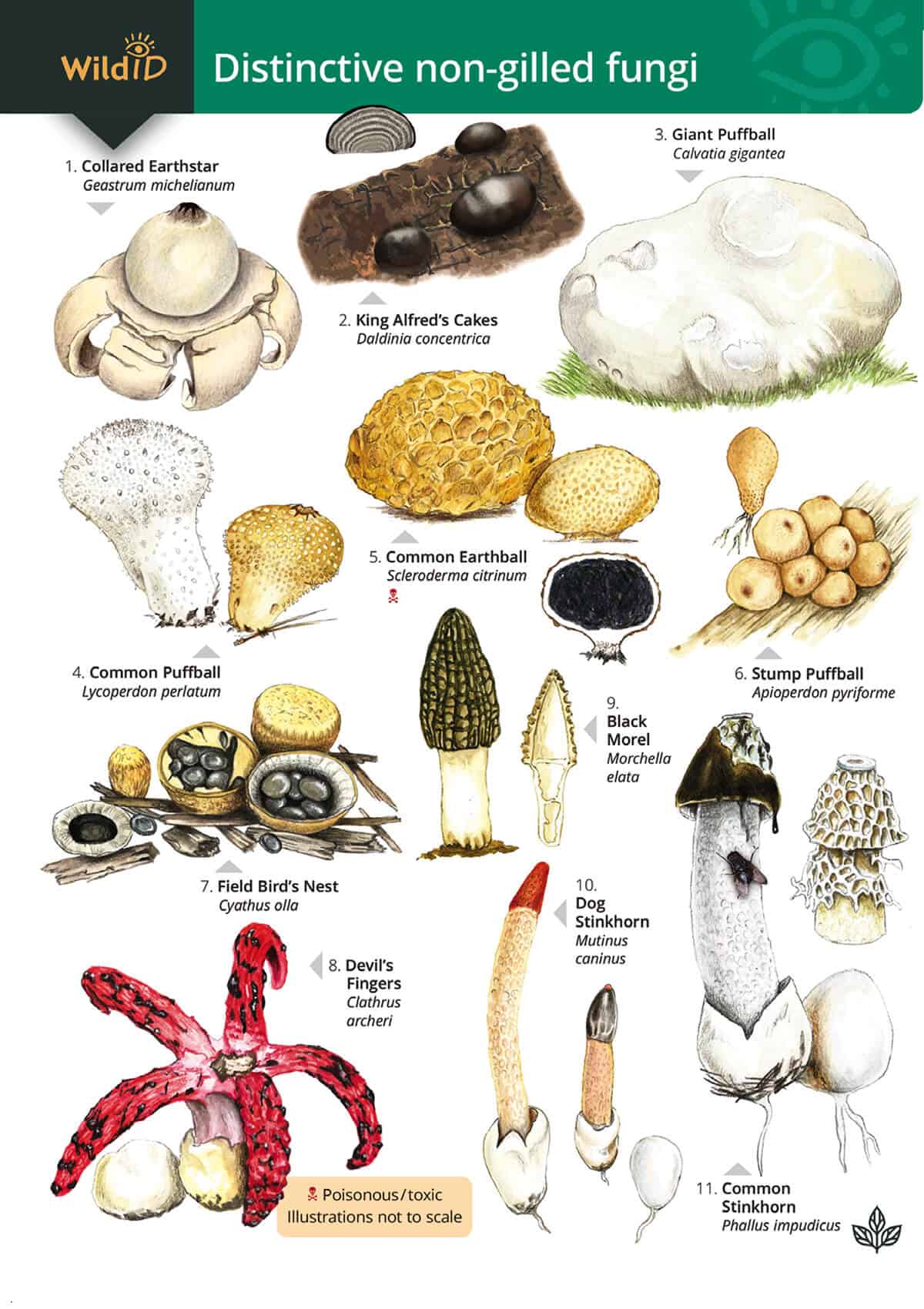 Distinctive Non-Gilled Fungi - Wild ID Guide