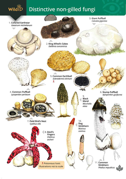 Distinctive Non-Gilled Fungi - Wild ID Guide