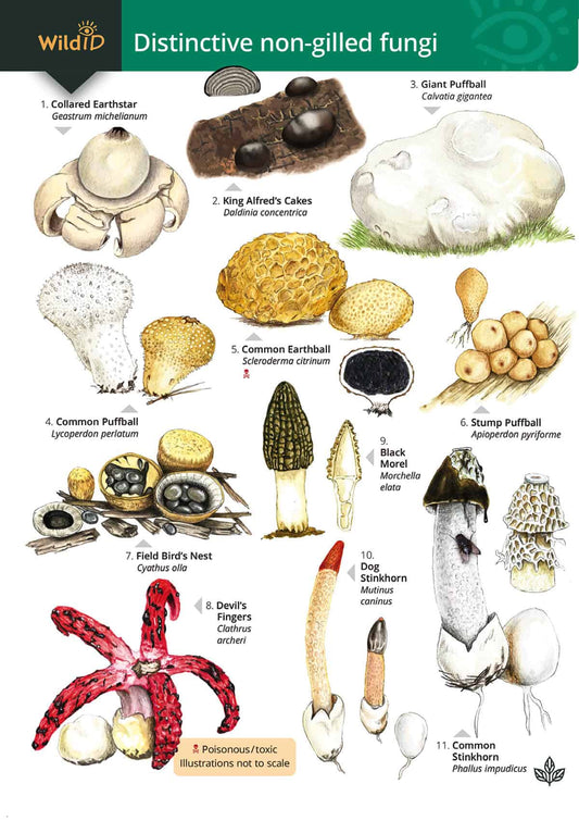 Distinctive Non-Gilled Fungi - Wild ID Guide