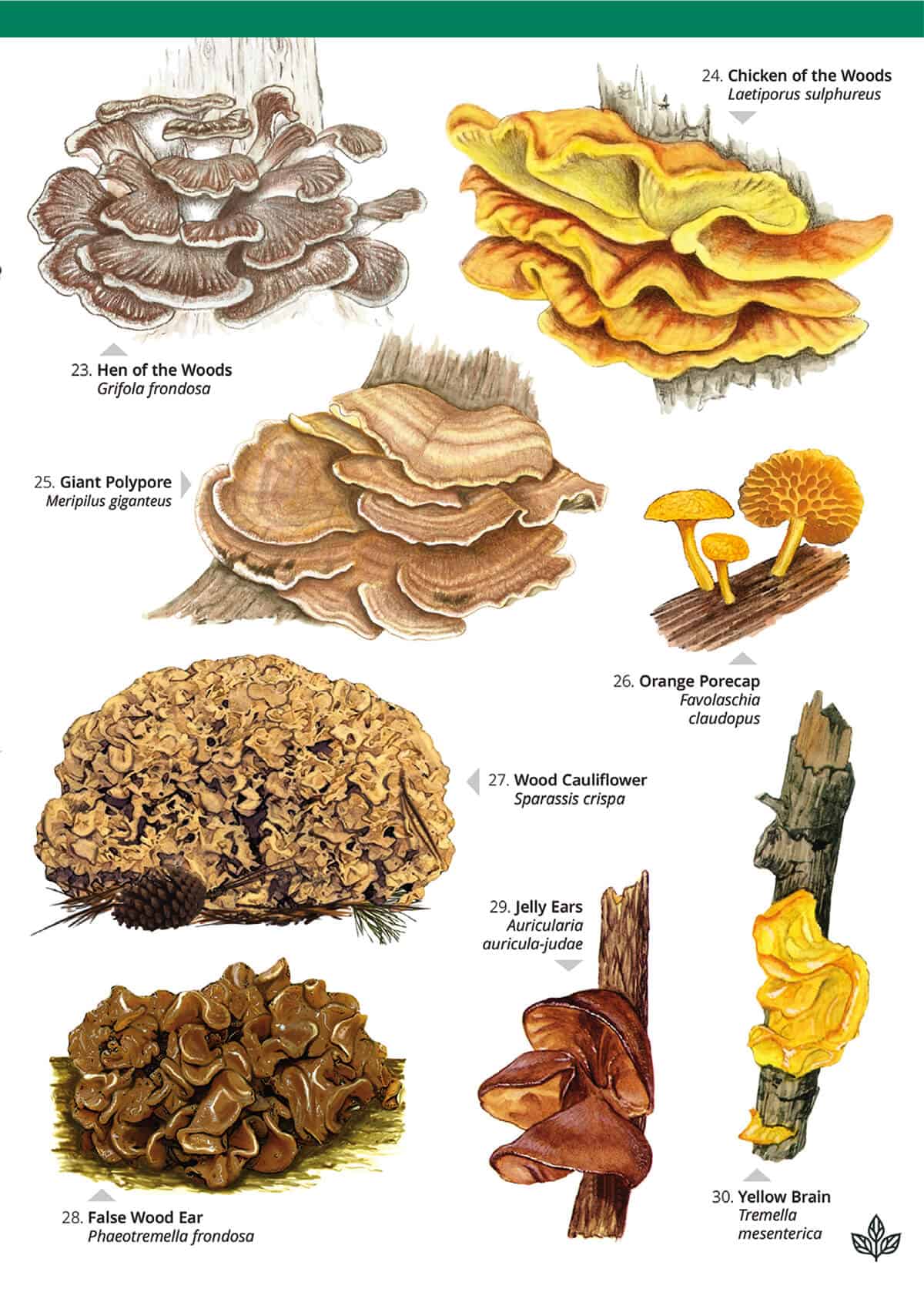 Distinctive Non-Gilled Fungi - Wild ID Guide