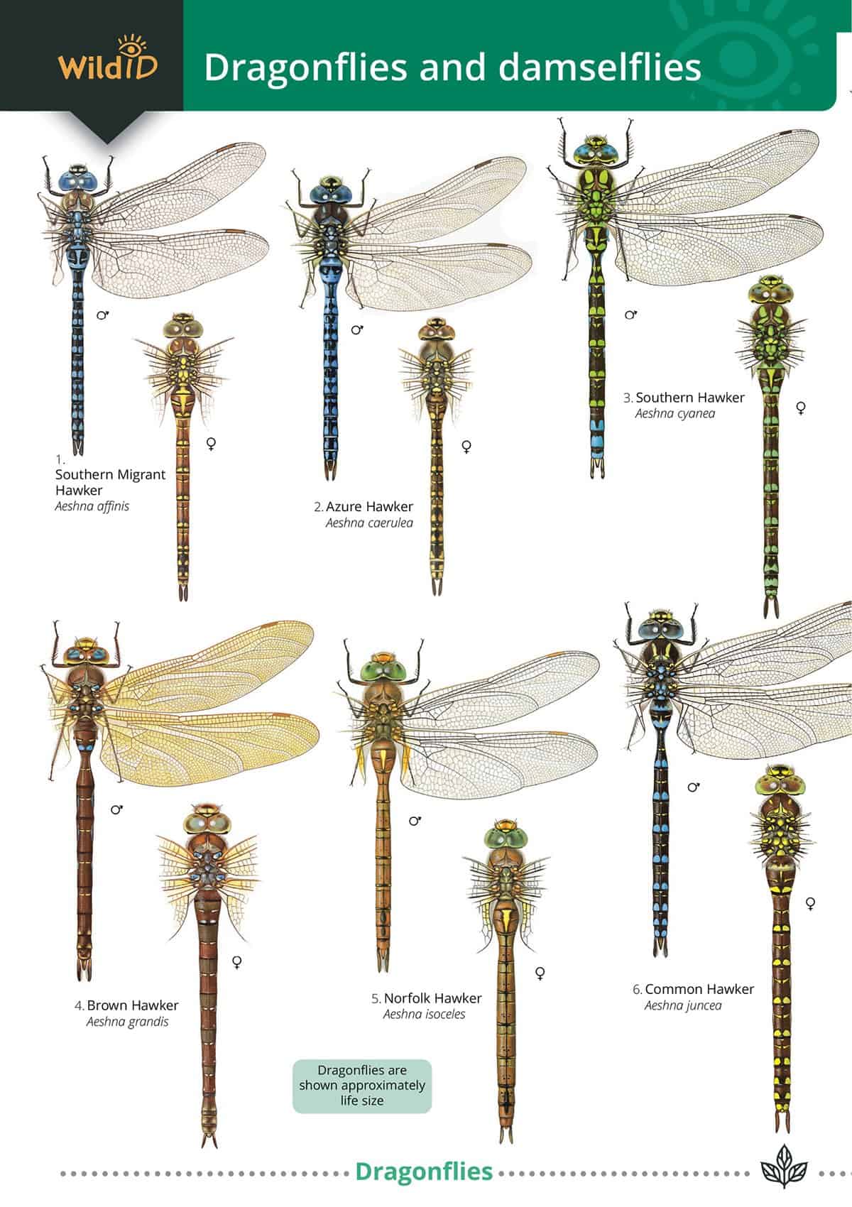 Dragonflies and Damselflies - Wild ID Guide