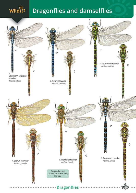 Dragonflies and Damselflies - Wild ID Guide