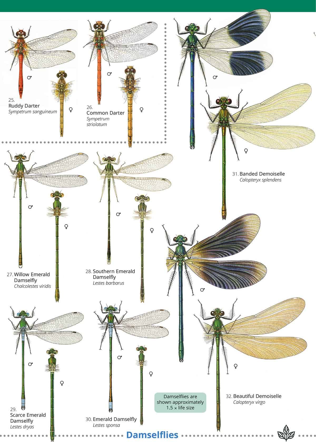 Dragonflies and Damselflies - Wild ID Guide