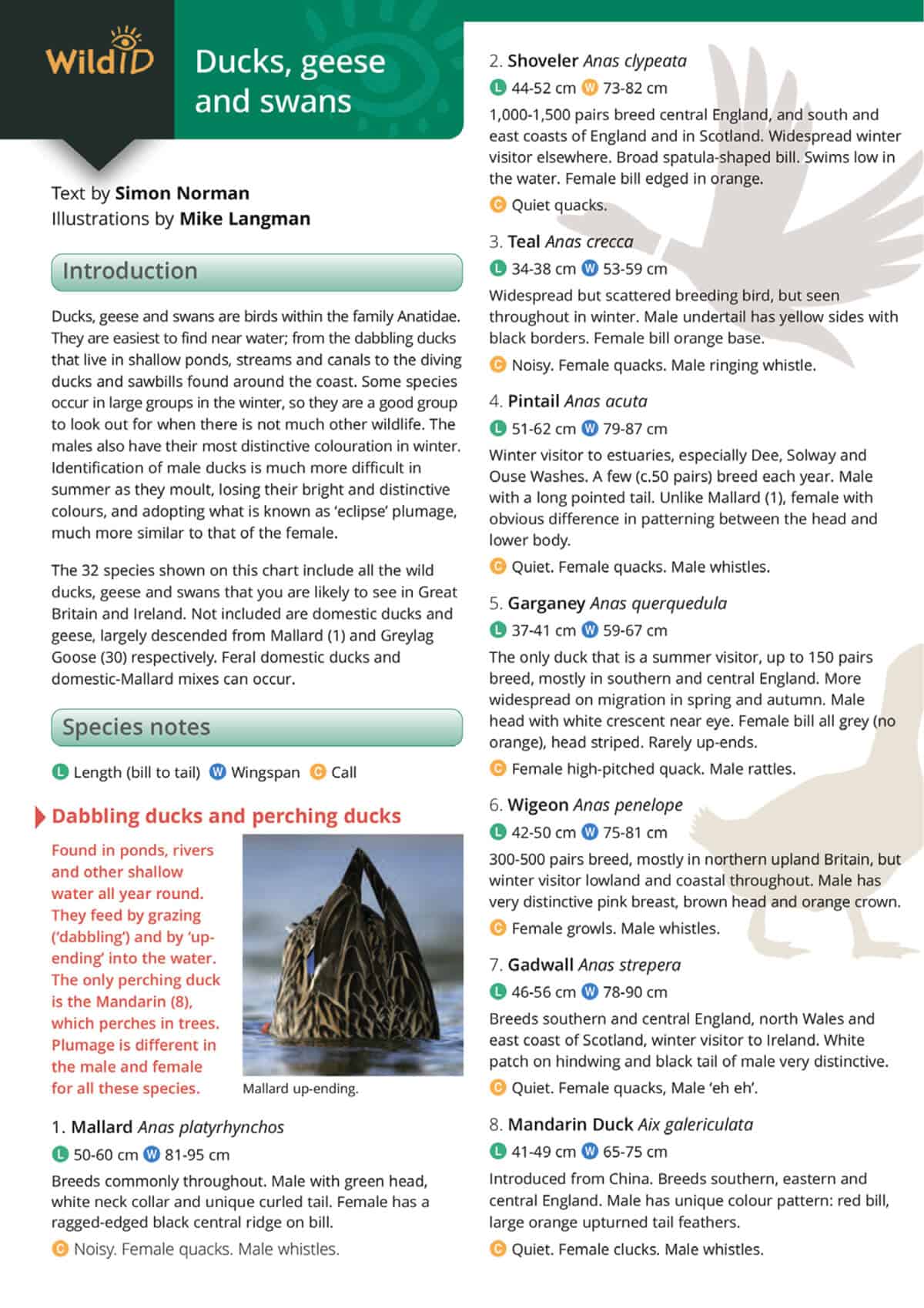 Ducks, Geese and Swans - Wild ID Guide