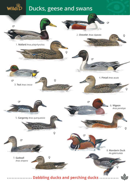 Ducks, Geese and Swans - Wild ID Guide