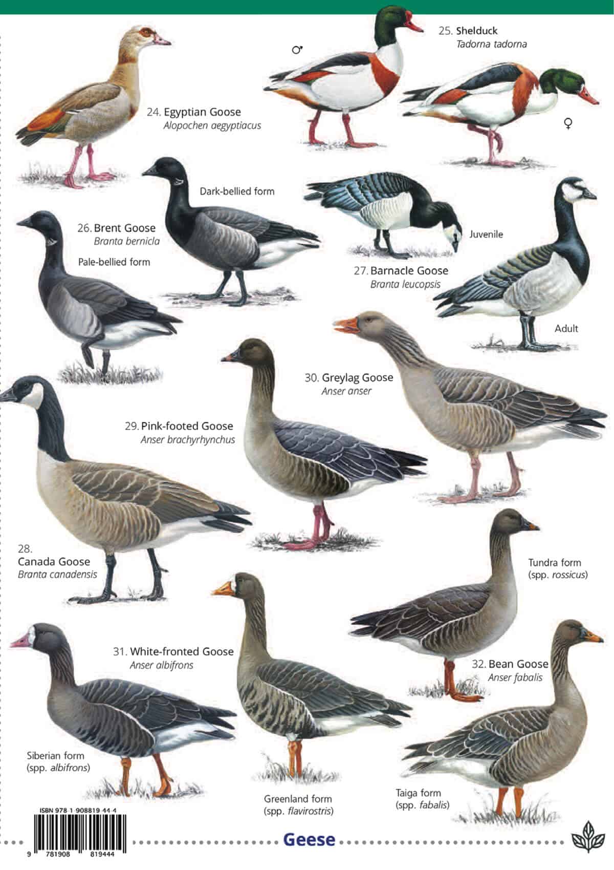 Ducks, Geese and Swans - Wild ID Guide