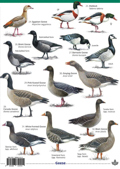 Ducks, Geese and Swans - Wild ID Guide