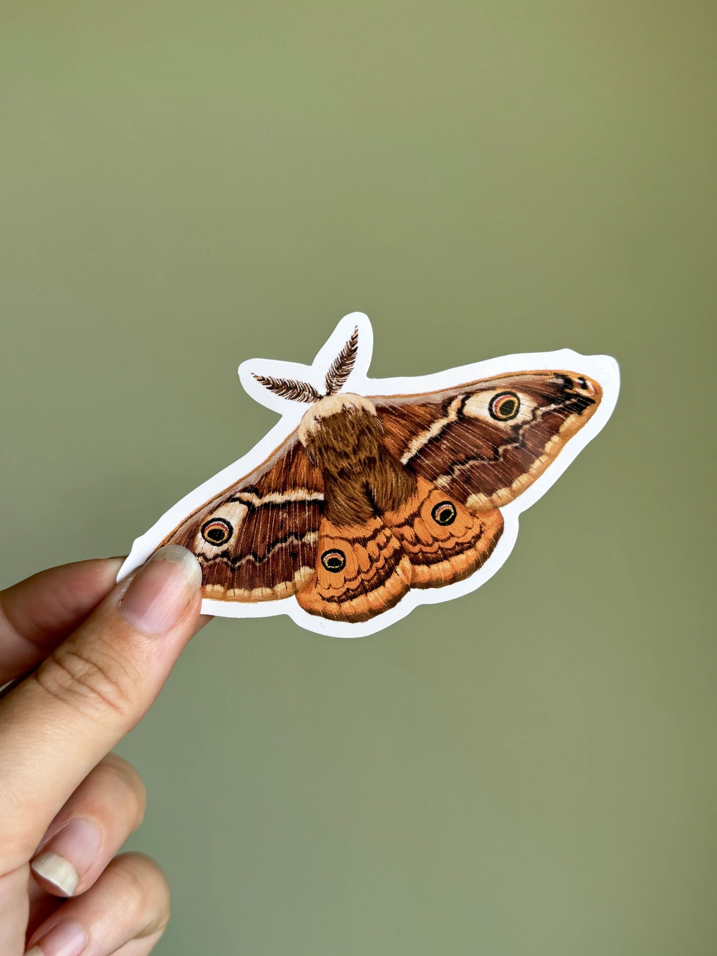 Emperor Moth - Vinyl Sticker
