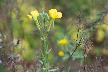 Evening Primrose - Seed Packet