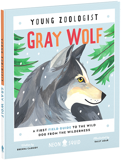 Young Zoologist Grey Wolf