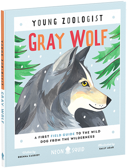 Young Zoologist Grey Wolf