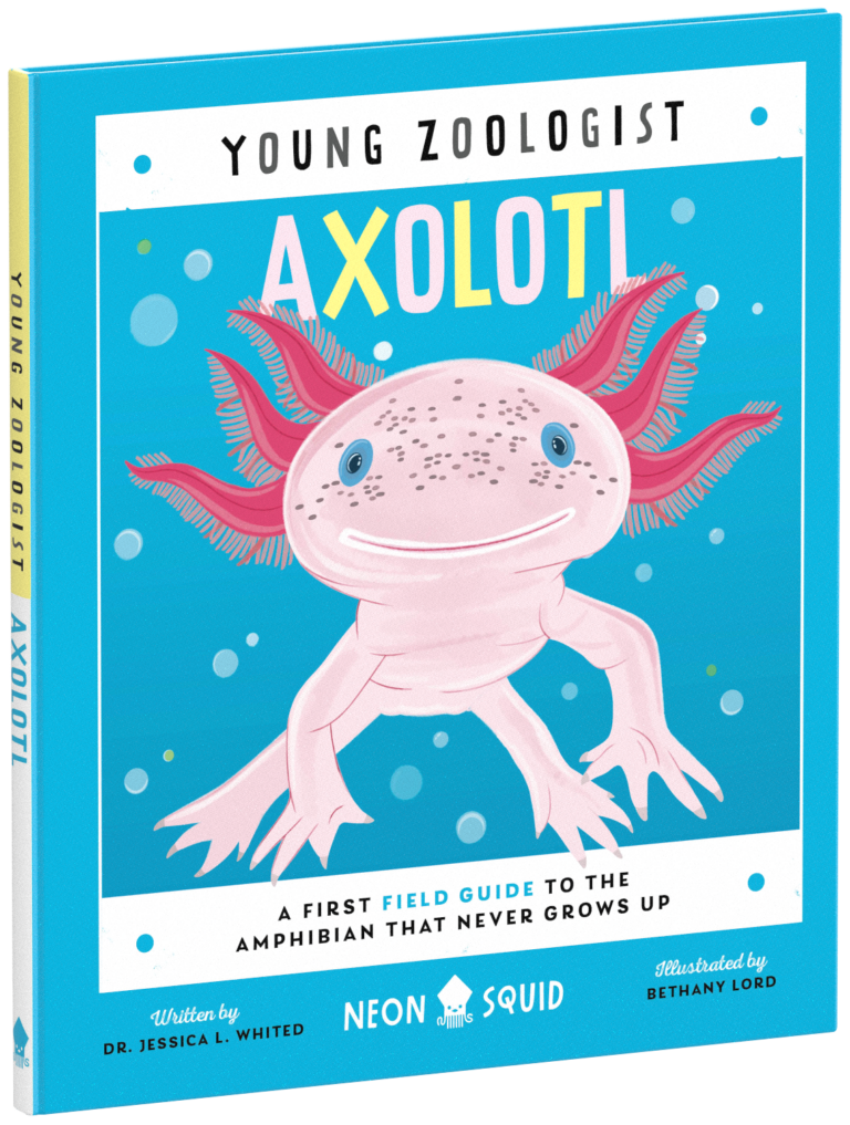 Young Zoologist Axolotl