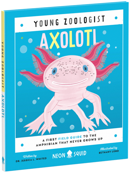 Young Zoologist Axolotl