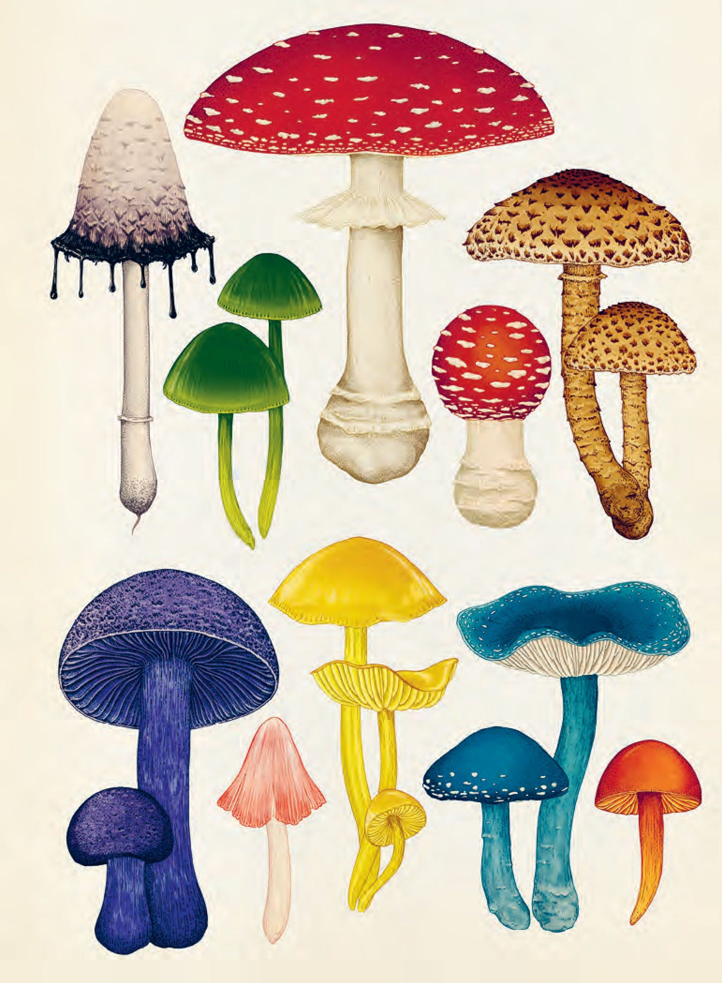 Fungarium Poster Book - By Ester Gaya