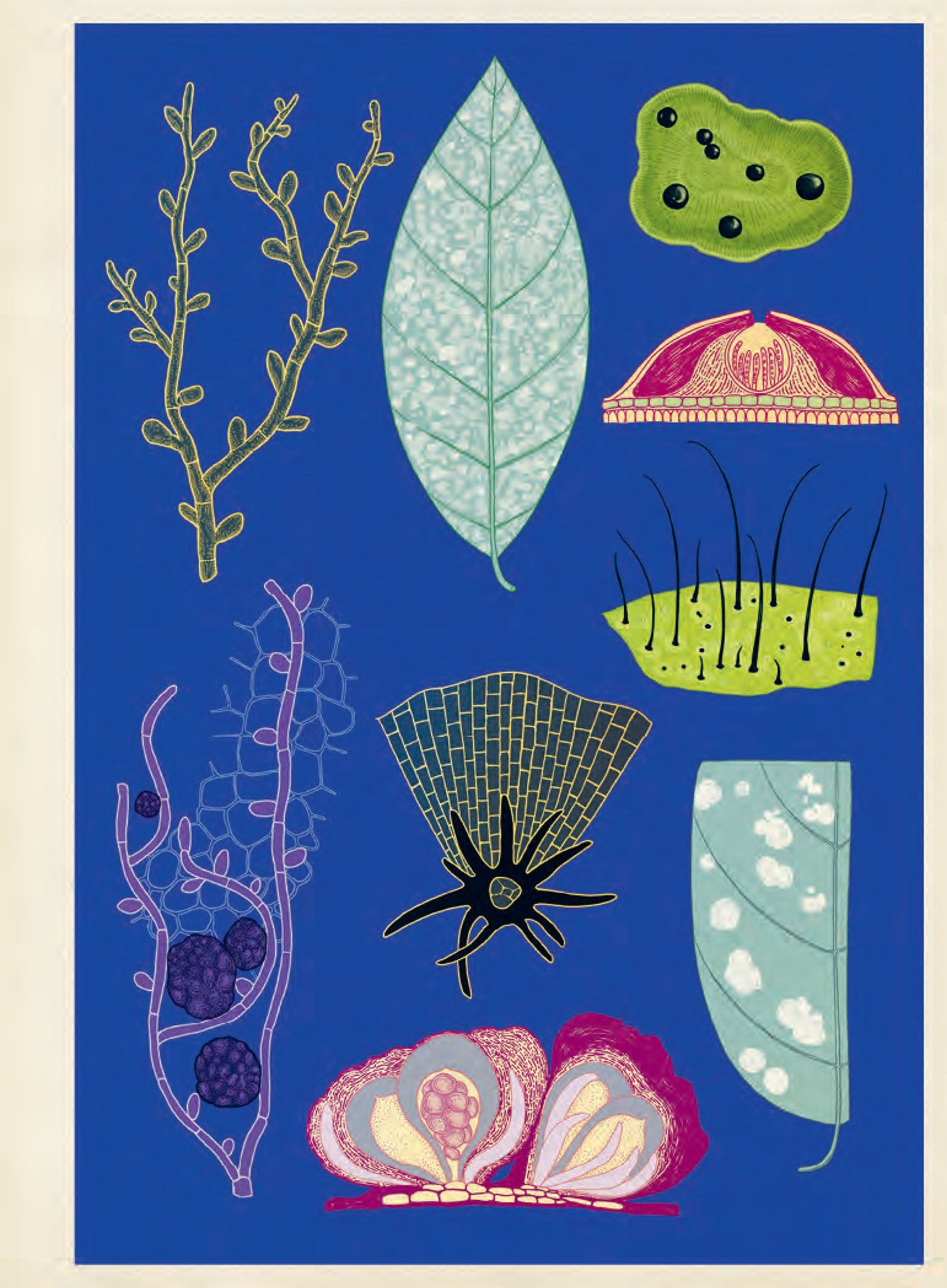 Fungarium Poster Book - By Ester Gaya