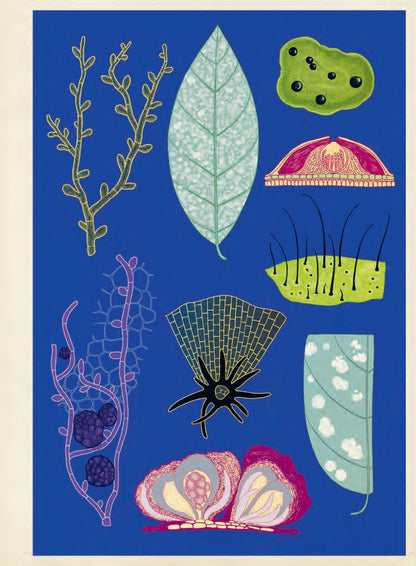 Fungarium Poster Book - By Ester Gaya