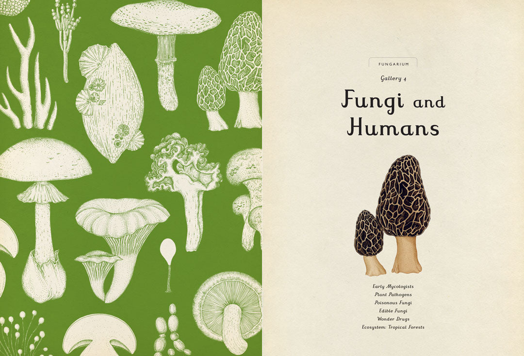Fungarium - By Ester Gaya & Katie Scott