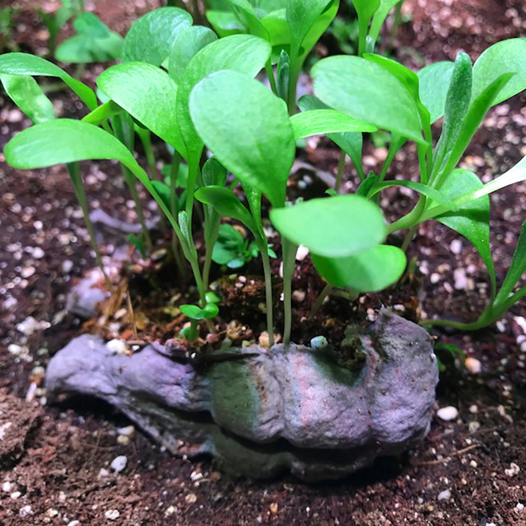 Featherbom Seedbom