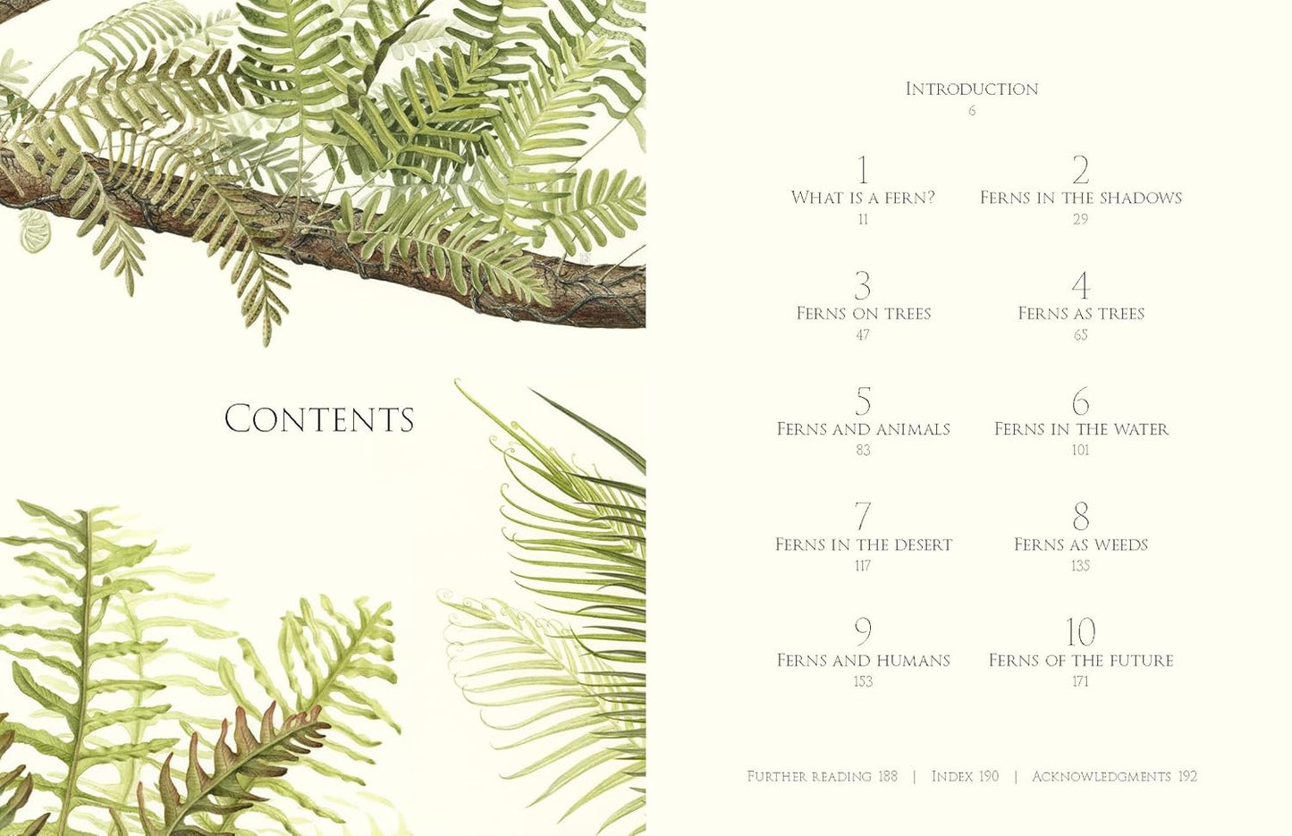 Ferns - By Fay-Wei Li & Jacob S. Suissa