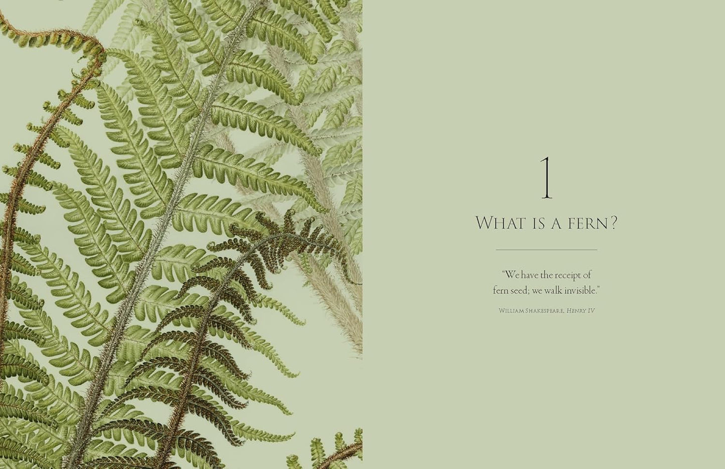 Ferns - By Fay-Wei Li & Jacob S. Suissa
