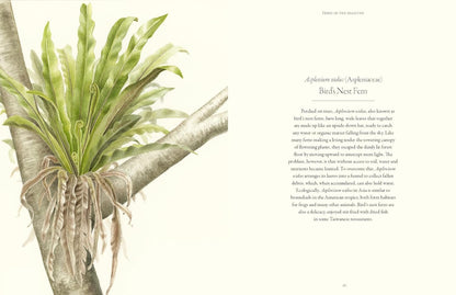 Ferns - By Fay-Wei Li & Jacob S. Suissa