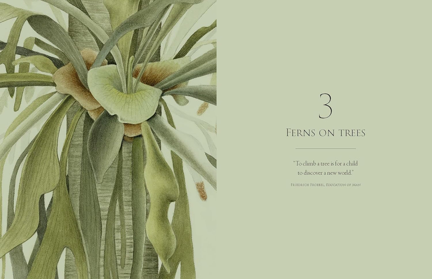 Ferns - By Fay-Wei Li & Jacob S. Suissa