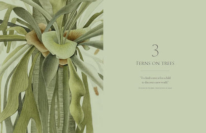 Ferns - By Fay-Wei Li & Jacob S. Suissa