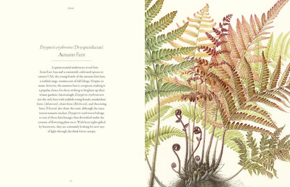 Ferns - By Fay-Wei Li & Jacob S. Suissa